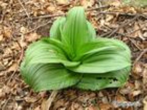 Veratrum Nigrum Extract(Jesslie@Snowlotusbiotech.Com)